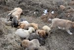 Aksaray'da yavru köpekler soğukta ölüme terk edildi