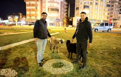 Aksaray'da Koyunlar Kaderine Terk Edildi