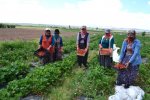 Mevsimlik işçi olarak geldiği köyde, çilek üreticisi oldu